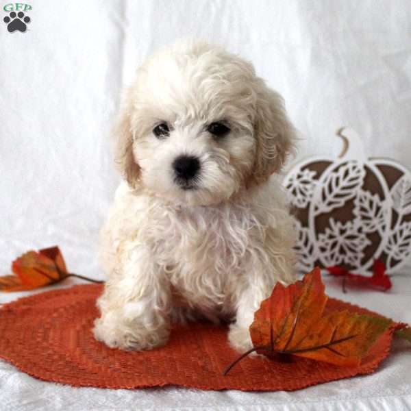 Fern, Teddy Bear Puppy